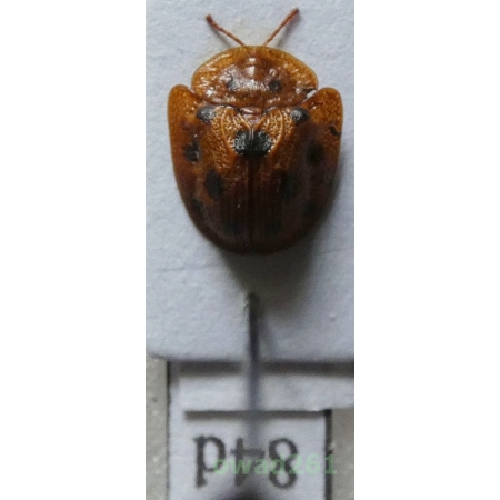 Cassidae sp. Philippines84d